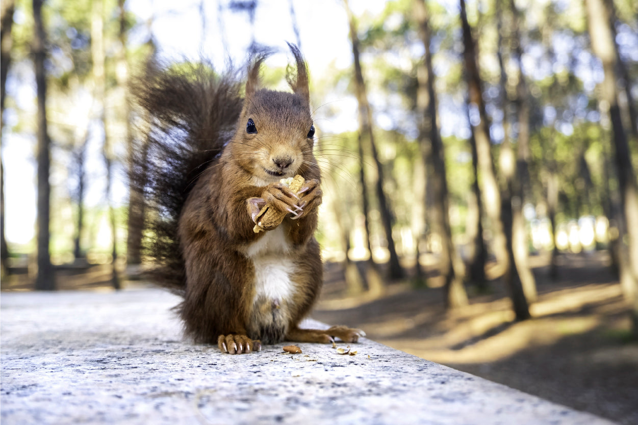 Scotland Red Squirrel Eating Nut Wall Art Decor 100% Australian Made
