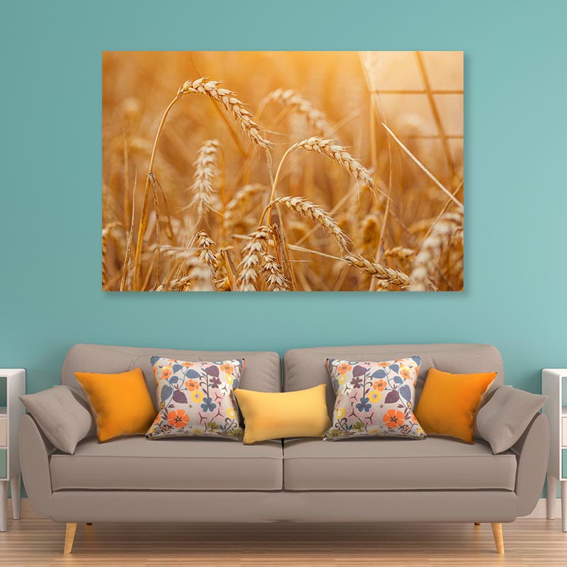Field of Ripe Wheat Acrylic Glass Print Tempered Glass Wall Art 100% Made in Australia Ready to Hang