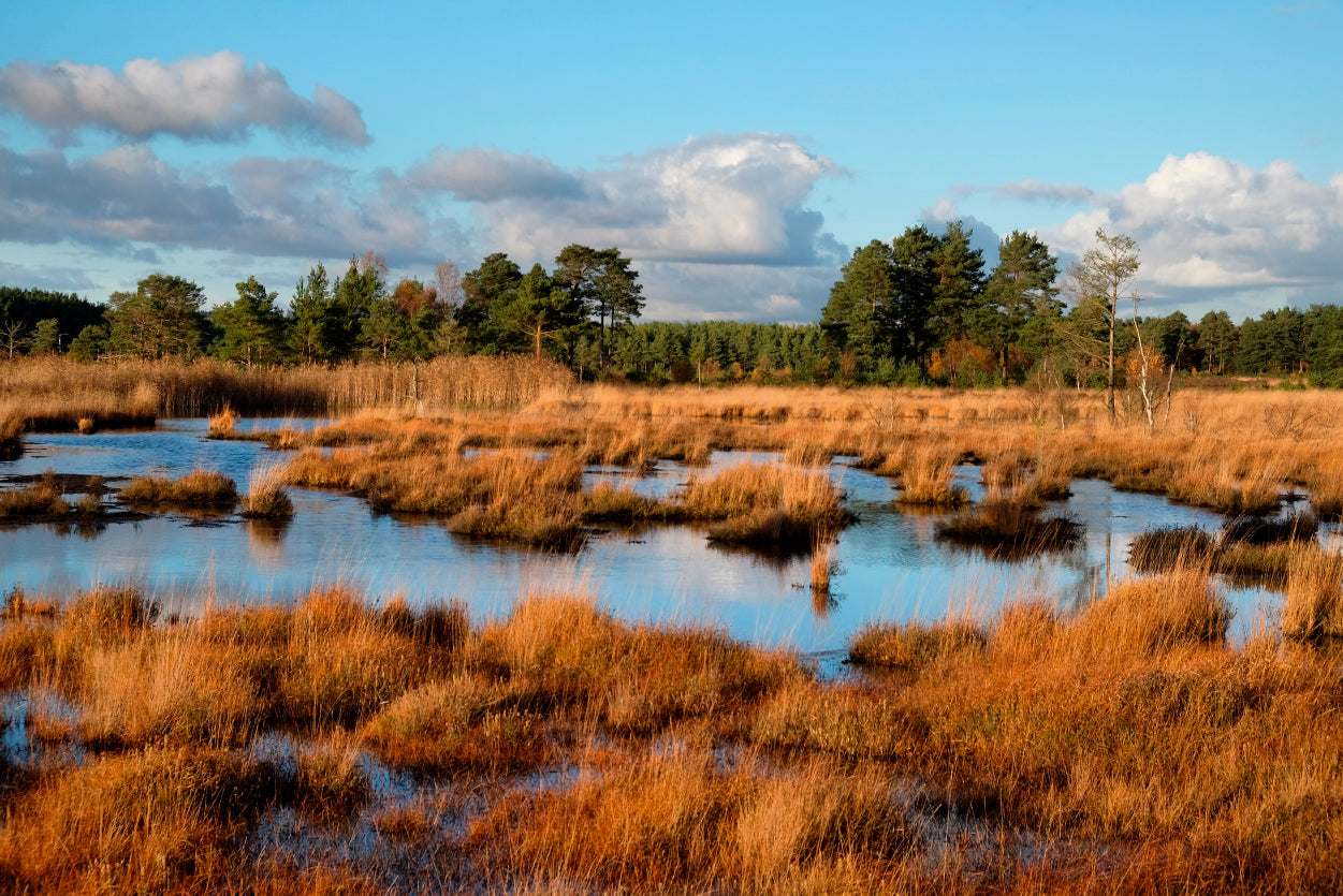 The Wetlands in the Evening Winter Sun Home Decor Premium Quality Poster Print Choose Your Sizes