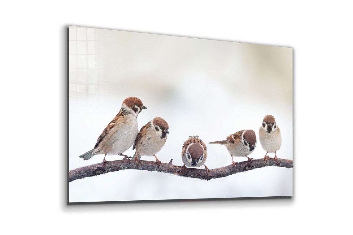 Sparrow Birds on Branch UV Direct Aluminum Print Australian Made Quality