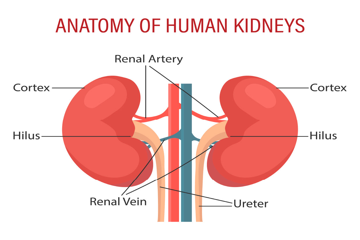 Anatomy Of the Human Kidney Home Decor Premium Quality Poster Print Choose Your Sizes