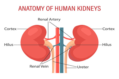 Anatomy Of the Human Kidney Home Decor Premium Quality Poster Print Choose Your Sizes