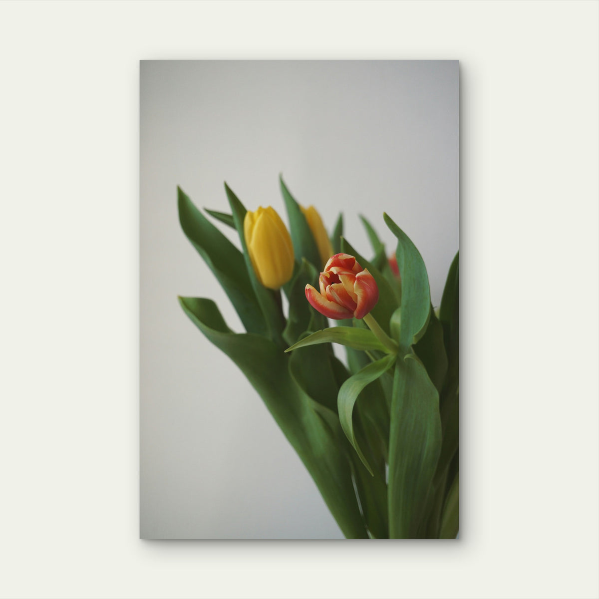 Bouquet Of Tulips 60x90cm Metal Print Ready to Hang