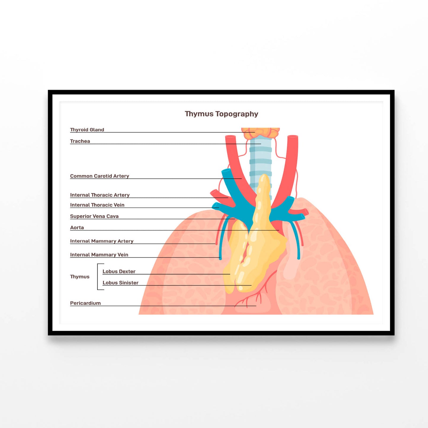 Thymus Anatomy and Blood Supply Home Decor Premium Quality Poster Print Choose Your Sizes