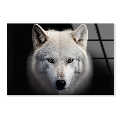 White Wolf with Blue Eyes Looking at The Camera Acrylic Glass Print Tempered Glass Wall Art 100% Made in Australia Ready to Hang