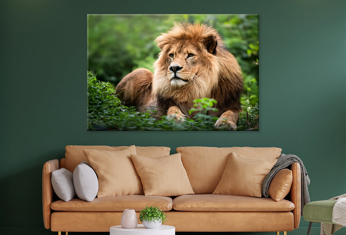 Lion in Daytime Green Wildlife Wall Art Decor 100% Australian Made
