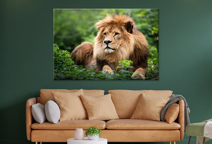 Lion in Daytime Green Wildlife Wall Art Decor 100% Australian Made