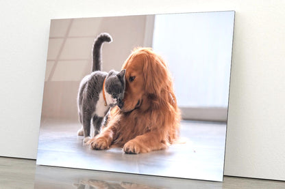 British Short Hair Cat and Golden Retriever Acrylic Glass Print Tempered Glass Wall Art 100% Made in Australia Ready to Hang