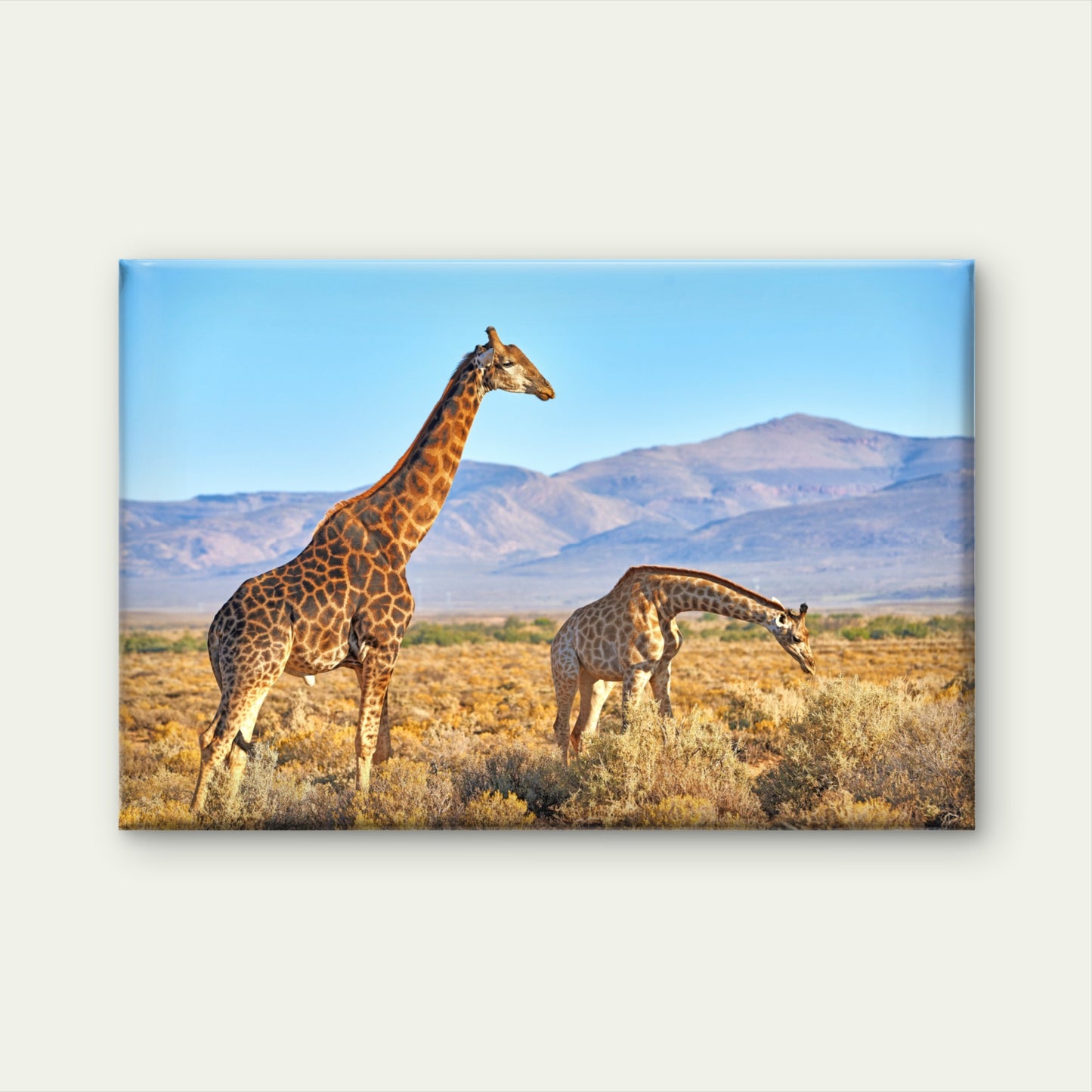Wild Giraffes Namibia Savannah Wall Art Decor 100% Australian Made