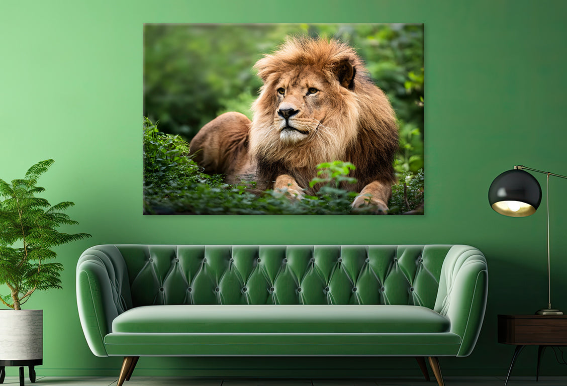 Lion in Daytime Green Wildlife Wall Art Decor 100% Australian Made