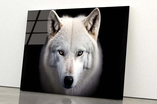 White Wolf with Blue Eyes Looking at The Camera Acrylic Glass Print Tempered Glass Wall Art 100% Made in Australia Ready to Hang