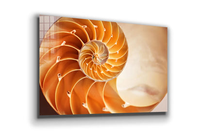 Golden Ratio Sea Shell UV Direct Aluminum Print Australian Made Quality