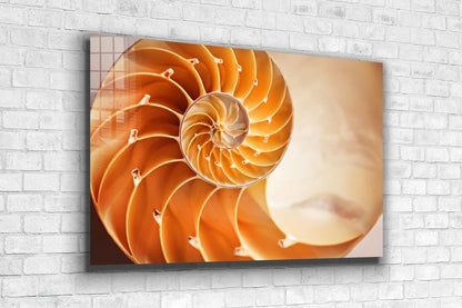 Golden Ratio Sea Shell UV Direct Aluminum Print Australian Made Quality