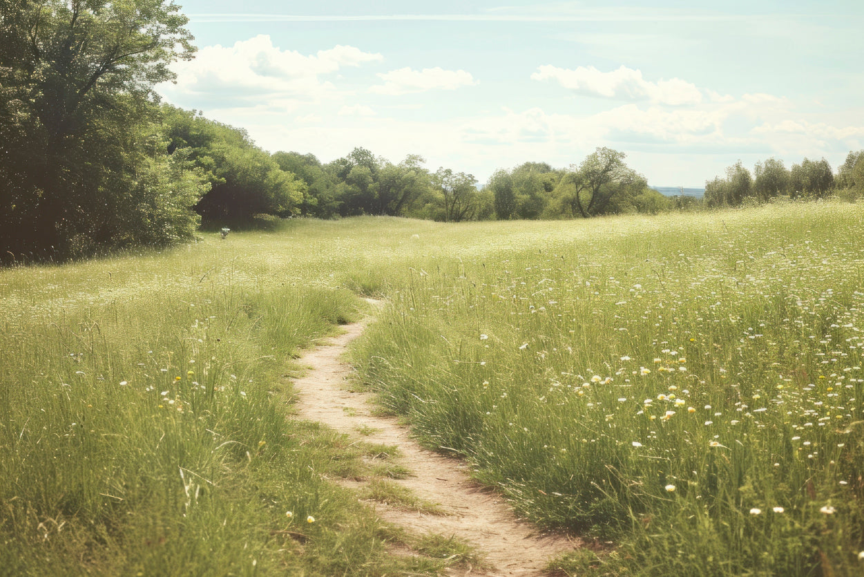 Walking Path through Meadow Grassland with Trees Home Decor Premium Quality Poster Print Choose Your Sizes