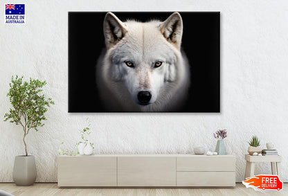 White Wolf with Blue Eyes Looking at The Camera Wall Art Decor 100% Australian Made