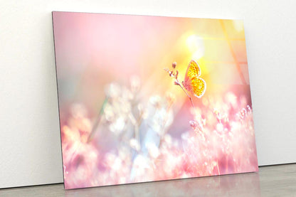 Golden Butterfly Glows in The Sun at Sunset Acrylic Glass Print Tempered Glass Wall Art 100% Made in Australia Ready to Hang