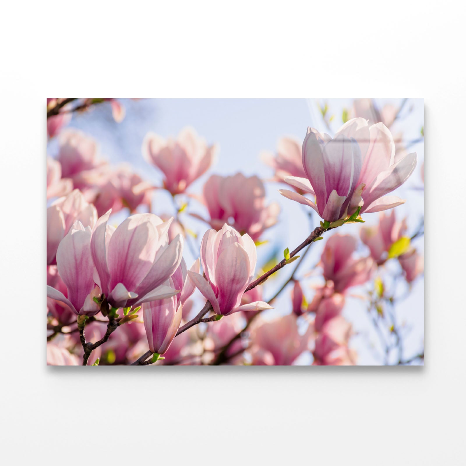 Magnolia Tree Pink Blossom Acrylic Glass Print Tempered Glass Wall Art 100% Made in Australia Ready to Hang