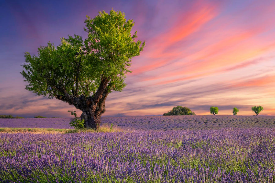 Lavender Field At Sunset Valensole Print 100% Australian Made