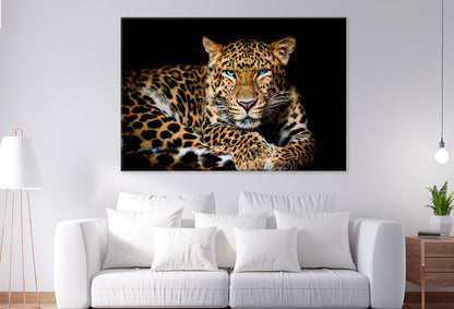 North China Leopard in Zoo Wall Art Decor 100% Australian Made