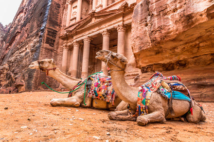 Camels & Carved into The Rock at Petra, Jordan Home Decor Premium Quality Poster Print Choose Your Sizes