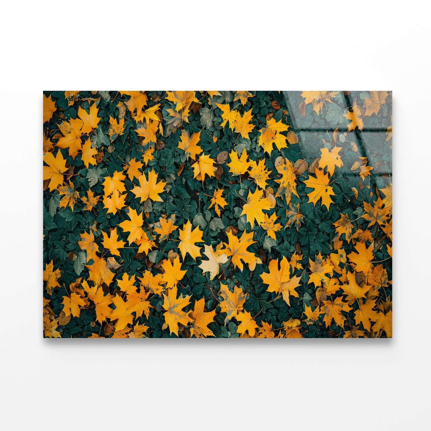 Close Up Of a Field Of Yellow Leaves Acrylic Glass Print Tempered Glass Wall Art 100% Made in Australia Ready to Hang