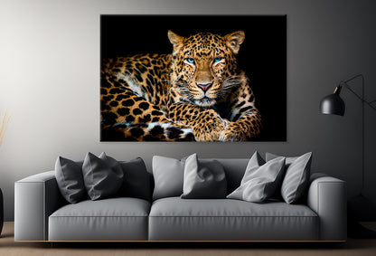 North China Leopard in Zoo Wall Art Decor 100% Australian Made