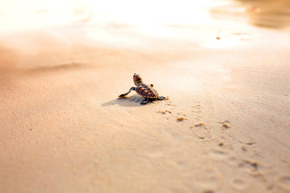 Baby Sea Turtle Florida Beach Wall Art Decor 100% Australian Made