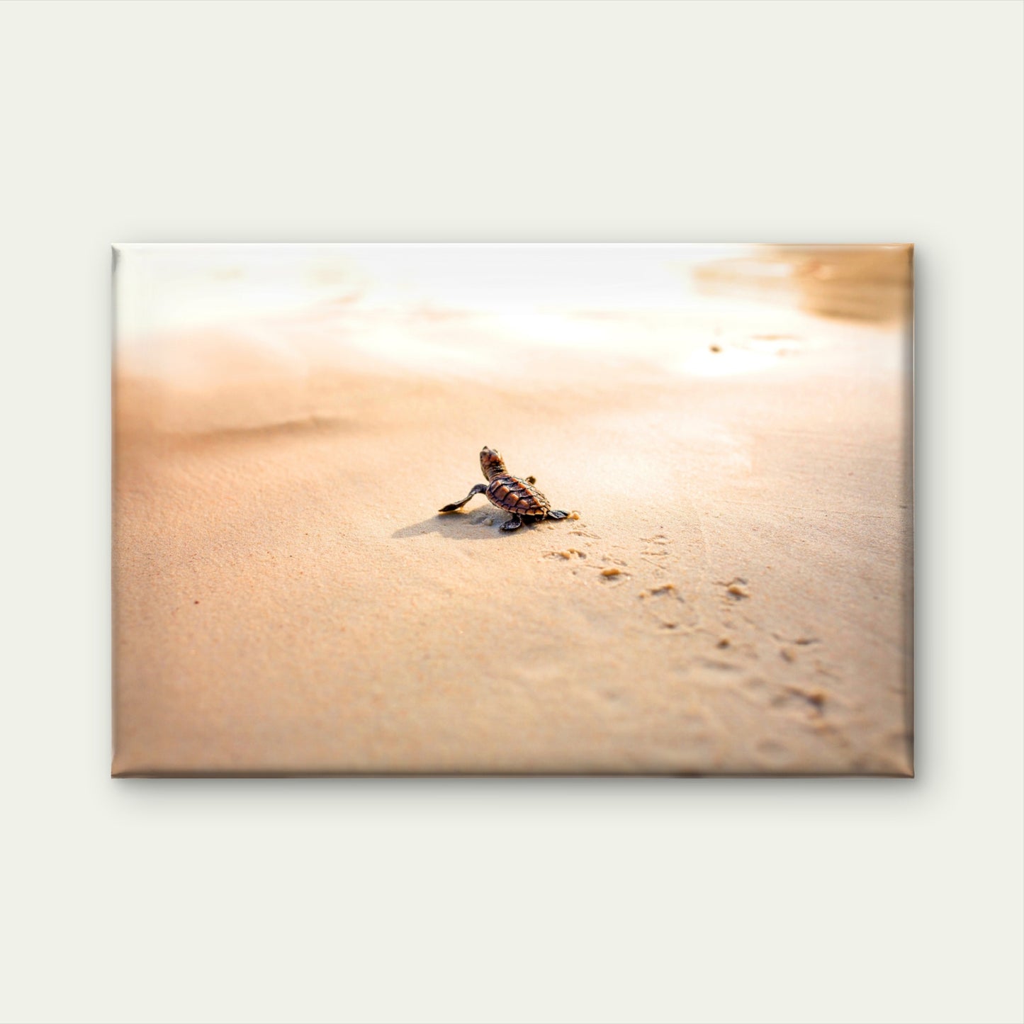 Baby Sea Turtle Florida Beach Wall Art Decor 100% Australian Made