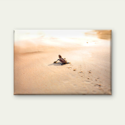 Baby Sea Turtle Florida Beach Wall Art Decor 100% Australian Made