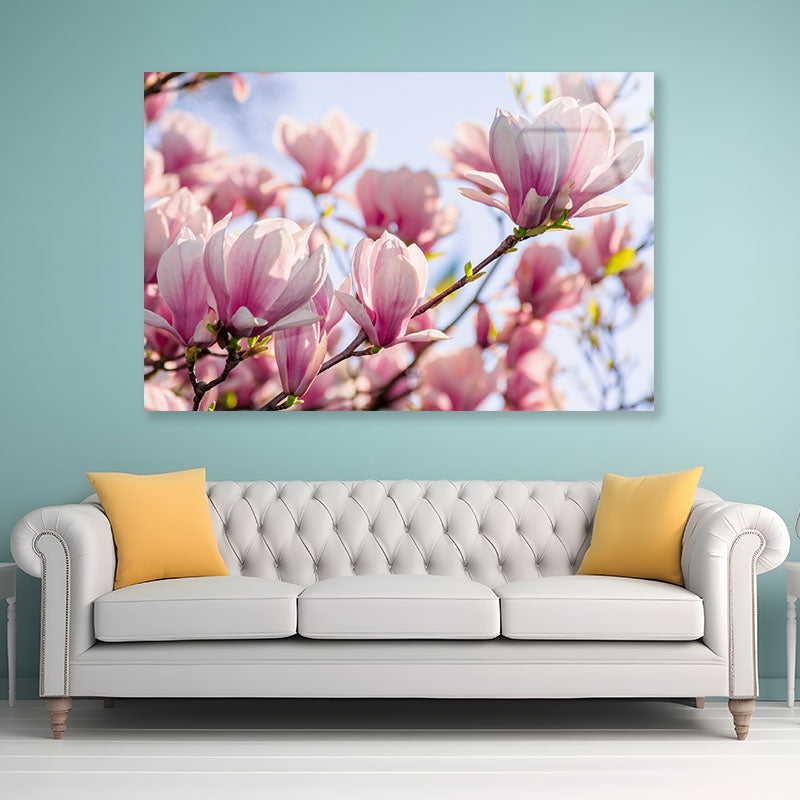 Magnolia Tree Pink Blossom Acrylic Glass Print Tempered Glass Wall Art 100% Made in Australia Ready to Hang