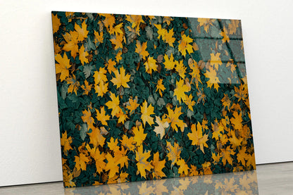 Close Up Of a Field Of Yellow Leaves Acrylic Glass Print Tempered Glass Wall Art 100% Made in Australia Ready to Hang