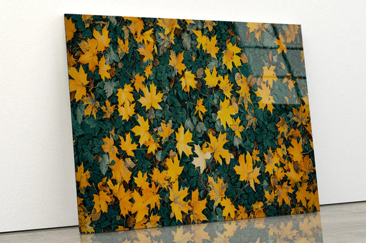 Close Up Of a Field Of Yellow Leaves Acrylic Glass Print Tempered Glass Wall Art 100% Made in Australia Ready to Hang