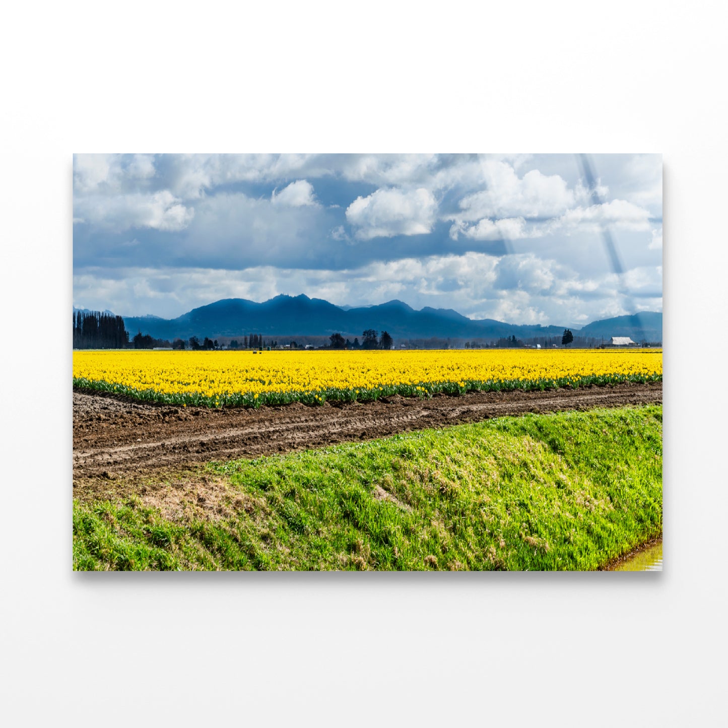 Field Of Yellow Flowers with Sky Acrylic Glass Print Tempered Glass Wall Art 100% Made in Australia Ready to Hang