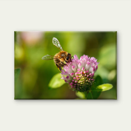 Honeybee Pollen Italy Wall Art Decor 100% Australian Made