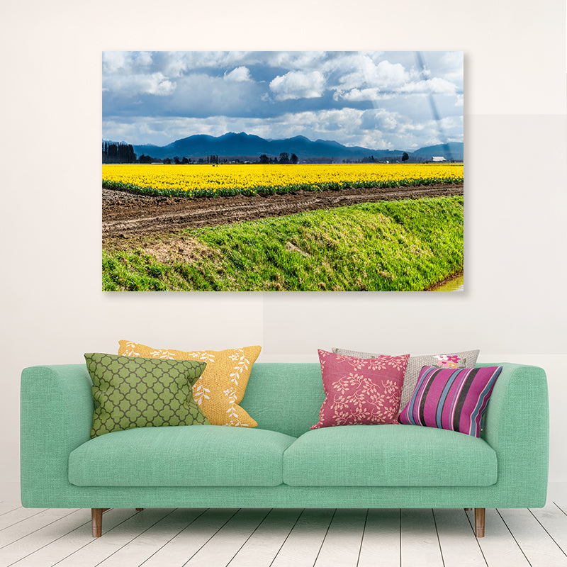 Field Of Yellow Flowers with Sky Acrylic Glass Print Tempered Glass Wall Art 100% Made in Australia Ready to Hang