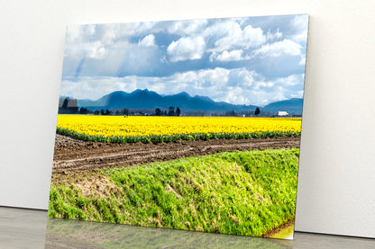 Field Of Yellow Flowers with Sky Acrylic Glass Print Tempered Glass Wall Art 100% Made in Australia Ready to Hang