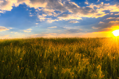 A Field Of Grass with the Sun Setting Print 100% Australian Made