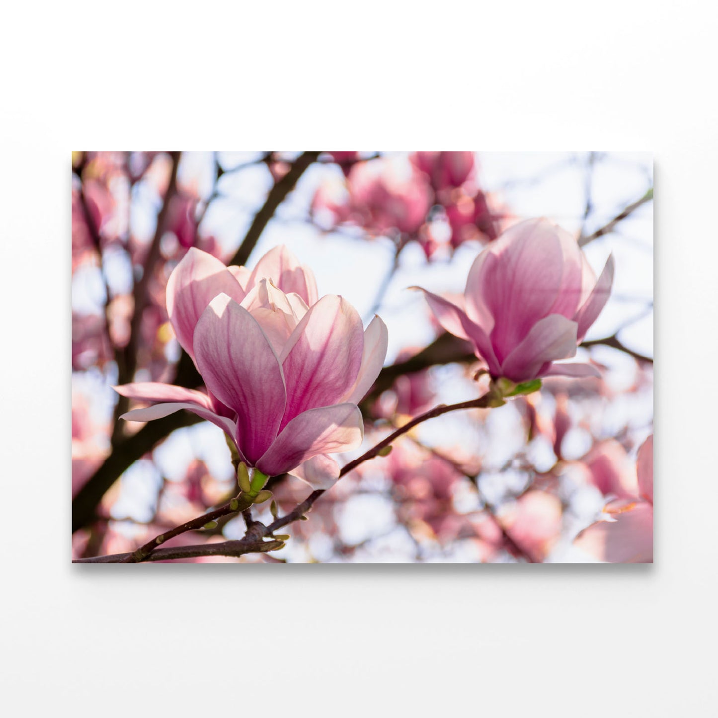 Pink Flower Blossom Springtime Acrylic Glass Print Tempered Glass Wall Art 100% Made in Australia Ready to Hang