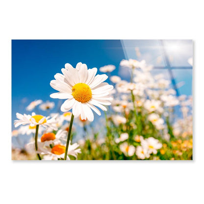 Summer Field With White Daisies on Blue Sky Acrylic Glass Print Tempered Glass Wall Art 100% Made in Australia Ready to Hang