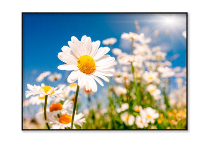 Summer Field With White Daisies on Blue Sky Home Decor Premium Quality Poster Print Choose Your Sizes