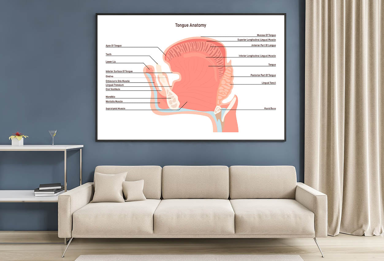 Anatomy Of the Mouth and Tongue Side View Home Decor Premium Quality Poster Print Choose Your Sizes