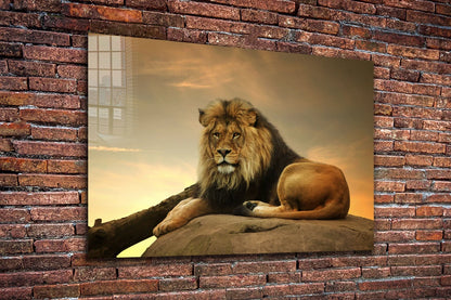 Lion on Rock Sunset Sky UV Direct Aluminum Print Australian Made Quality