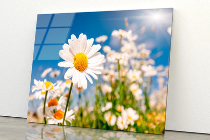 Summer Field With White Daisies on Blue Sky Acrylic Glass Print Tempered Glass Wall Art 100% Made in Australia Ready to Hang