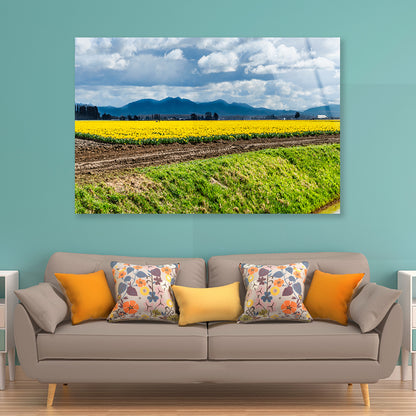 Field Of Yellow Flowers with Sky Acrylic Glass Print Tempered Glass Wall Art 100% Made in Australia Ready to Hang