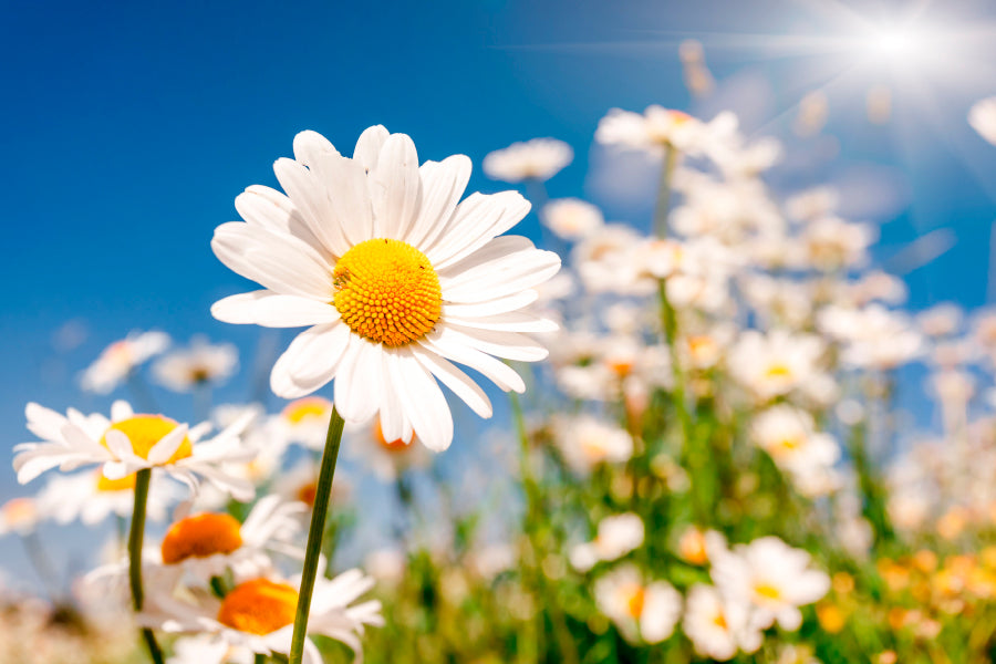 Summer Field With White Daisies on Blue Sky Acrylic Glass Print Tempered Glass Wall Art 100% Made in Australia Ready to Hang