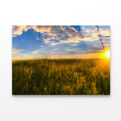 A Field Of Grass with the Sun Setting Acrylic Glass Print Tempered Glass Wall Art 100% Made in Australia Ready to Hang