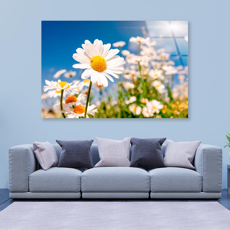 Summer Field With White Daisies on Blue Sky Acrylic Glass Print Tempered Glass Wall Art 100% Made in Australia Ready to Hang