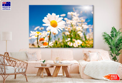 Summer Field With White Daisies on Blue Sky Wall Art Decor 100% Australian Made