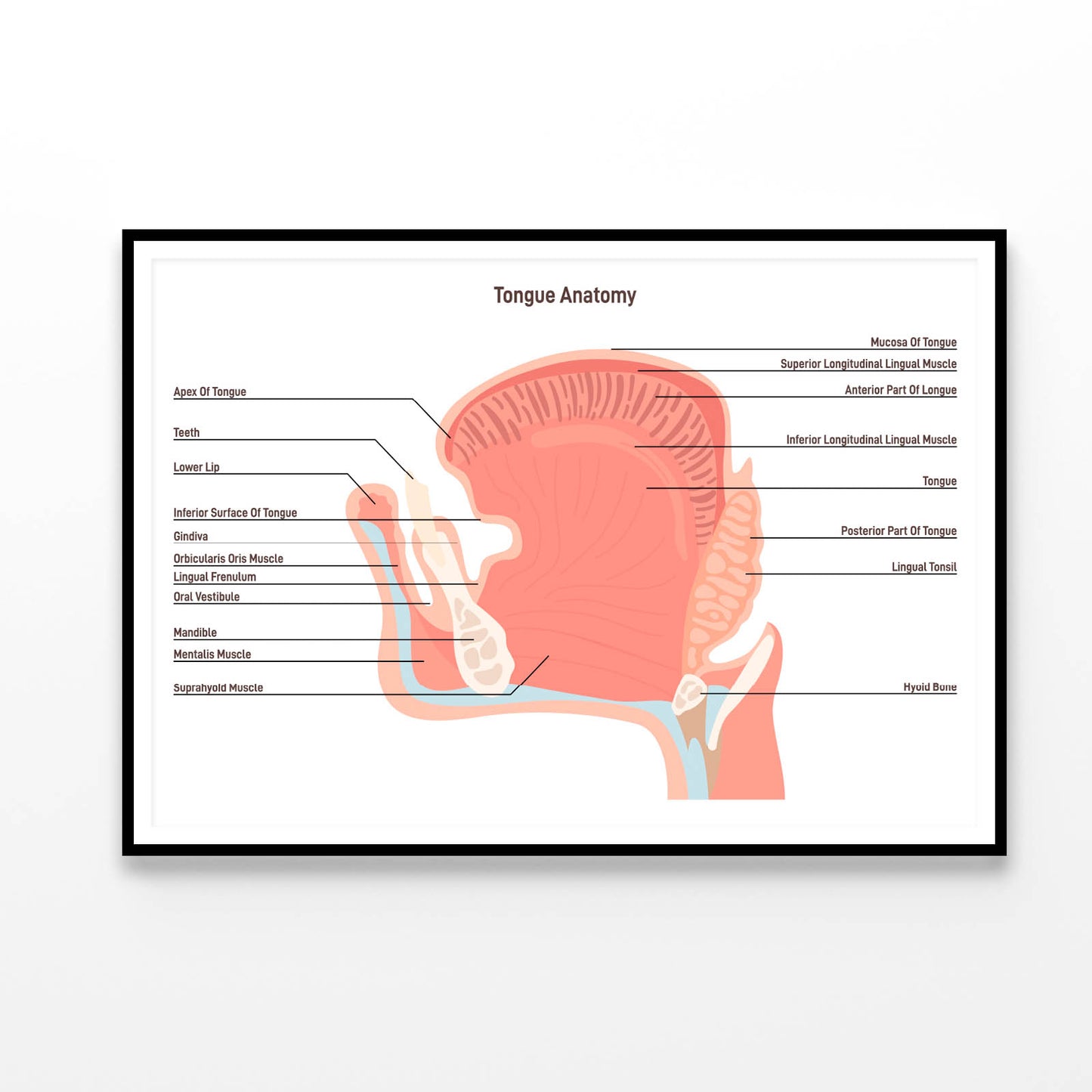 Anatomy Of the Mouth and Tongue Side View Home Decor Premium Quality Poster Print Choose Your Sizes