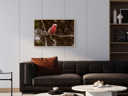 Cute Galah Australia Wall Art Decor 100% Australian Made